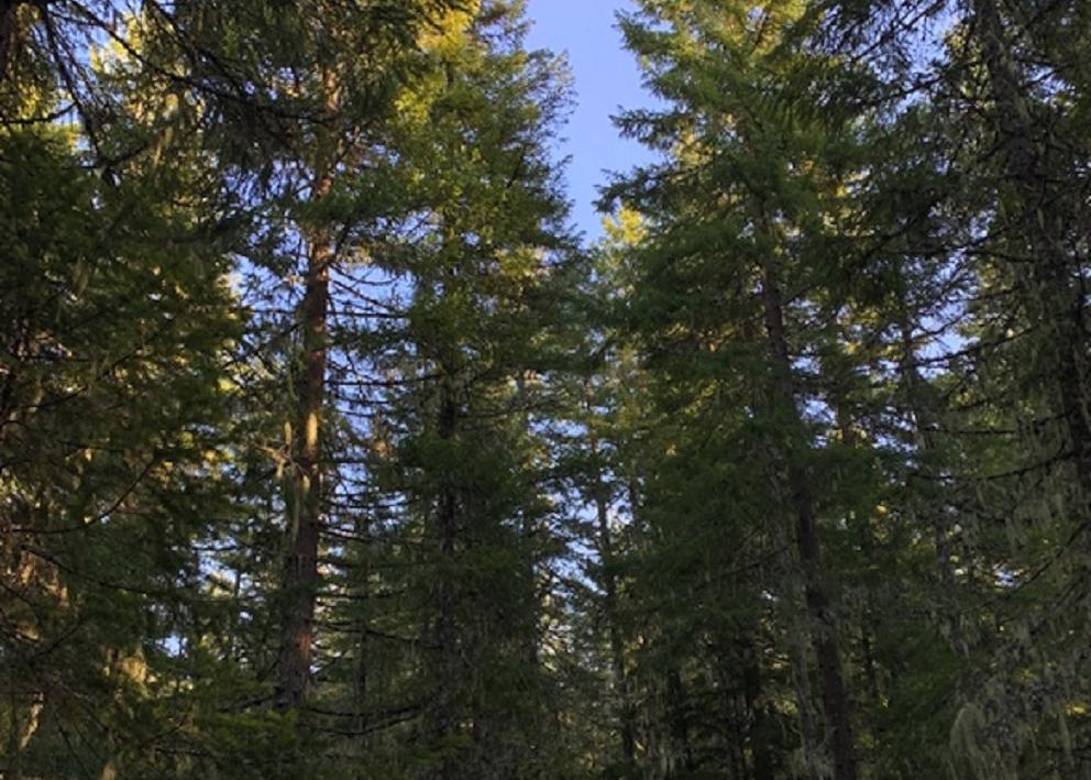 Green Trees in a forest 
