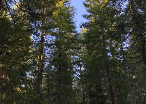 Green Trees in a forest 